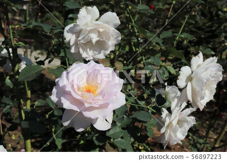 Rose New Wave 56897223