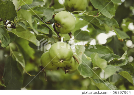 Green apples grow on a tree. Summer concept Green apples grow on a tree. Summer concept 56897964