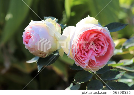 Rose Pashmina Rose Pashmina 56898525