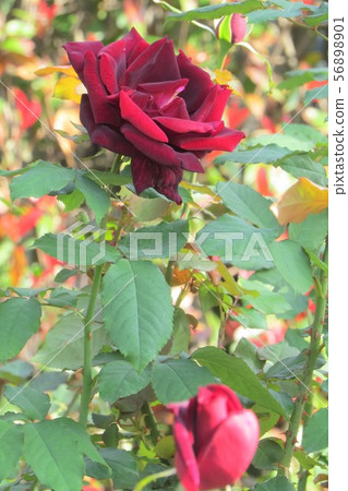 爸爸梅蘭德 56898901