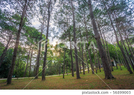 Beautiful larch forest with different trees,pine Beautiful larch forest with different trees,pine 56899003
