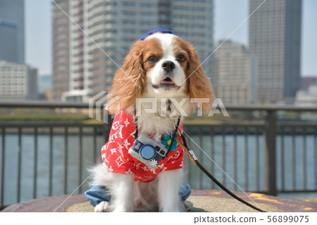 Cavalier 56899075