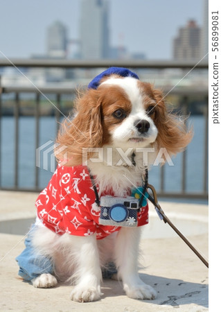 Cavalier Cavalier 56899081