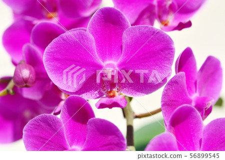 Phalaenopsis orchid  56899545