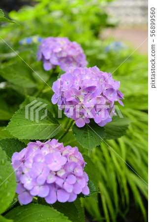 Hydrangea on a rainy day 56899560