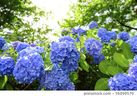 雨後的繡球花 雨後的繡球花 56899570