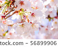 Up of cherry blossoms 56899906