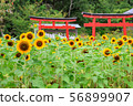 Sunflower and torii 56899907