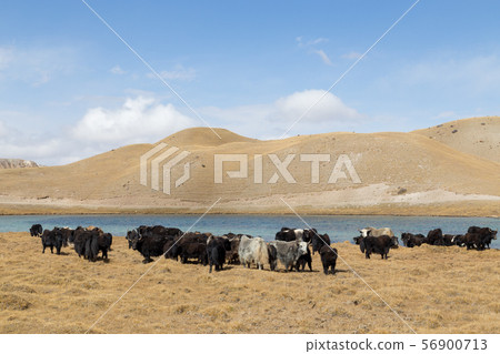 Grazing Yaks at Tulpar Lake in South Kyrgyzstan 56900713