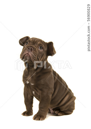 Cute old english bulldog puppy looking up sitting 56900829