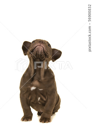 Sitting old english bulldog puppy looking up 56900832