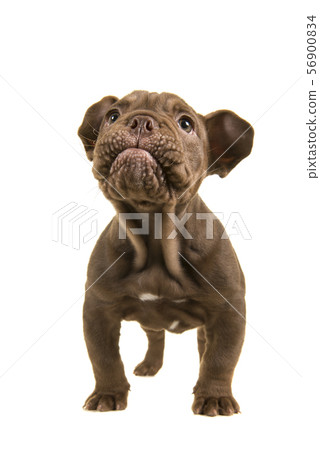 Standing adorable old english bulldog puppy 56900834