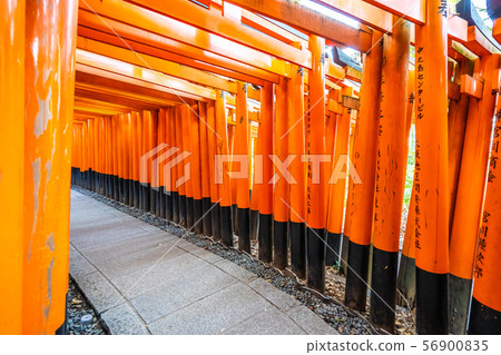Beautiful fushimi inari shrine temple in Kyoto Beautiful fushimi inari shrine temple in Kyoto 56900835