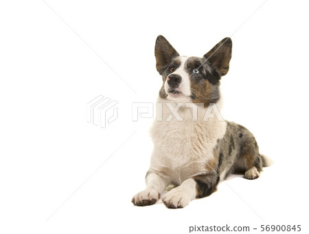 Welsh corgi lying down looking up Welsh corgi lying down looking up 56900845