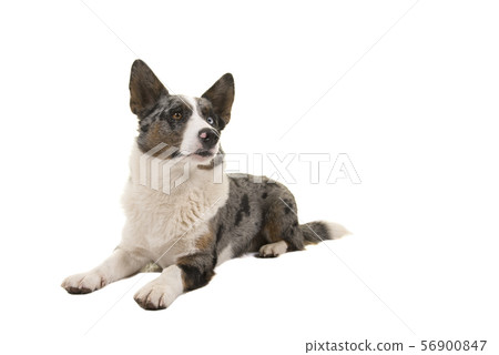 Welsh corgi looking away lying down Welsh corgi looking away lying down 56900847