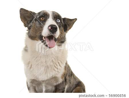 Portrait of a odd eyed Welsh corgi looking away Portrait of a odd eyed Welsh corgi looking away 56900856