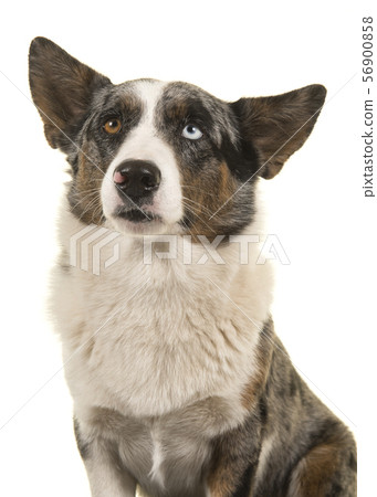 Portrait of a odd eyed Welsh corgi looking up Portrait of a odd eyed Welsh corgi looking up 56900858