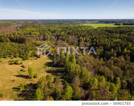 Green woodland, central Russia Green woodland, central Russia 56901785