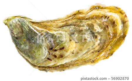 Image of tasty raw closed oysters on white background Image of tasty raw closed oysters on white background 56902870