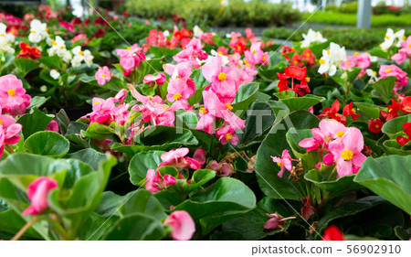 Variety of flowering plants cultivated in modern orangery 56902910