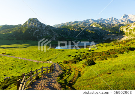 Cows grazing in highland pastures of Covadonga Cows grazing in highland pastures of Covadonga 56902968