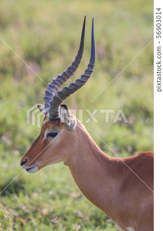 Impala male portrait close-up in Lake Nakuru National Park ,Kenya. 56903014