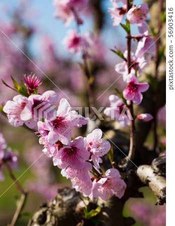 Flowers on peach tree branch 56903416