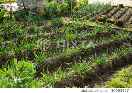 Spring onions growing in the garden 56903437