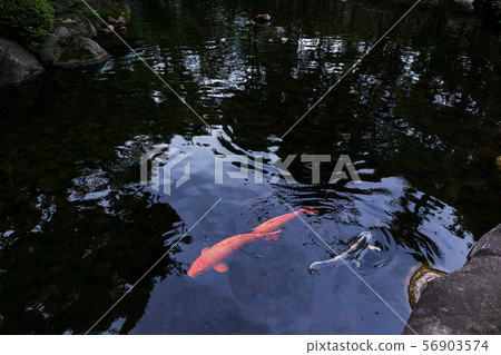 池塘的鯉魚 池塘的鯉魚 56903574
