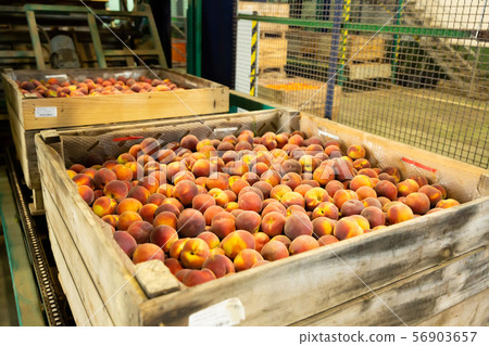 Ripe peaches in wooden boxes Ripe peaches in wooden boxes 56903657