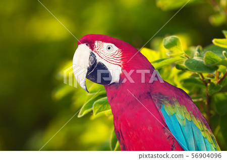 Portrait of Macaw papagay 56904096