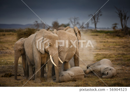 Group of Elephants Sleeping Amboseli National Park ,Kenya. Group of Elephants Sleeping Amboseli National Park ,Kenya. 56904523