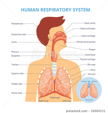 Medical infographics of the human respiratory system on the example of a man. Medical infographics of the human respiratory system on the example of a man. 56904531