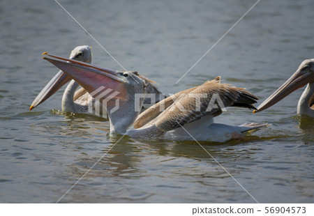 Great white pelican (Pelecanus onocrotalus), Lake Naivasha, Kenya. Great white pelican (Pelecanus onocrotalus), Lake Naivasha, Kenya. 56904573