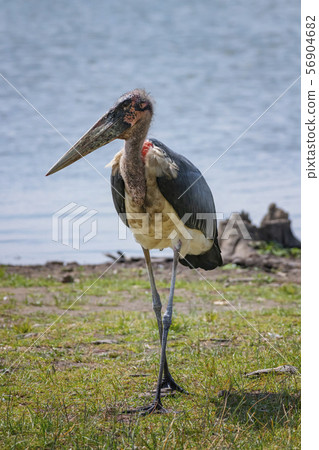 Marabou stork in Lake Naivasha ,Kenya. Marabou stork in Lake Naivasha ,Kenya. 56904682