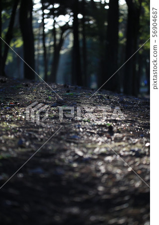 Woods Woods 56904687