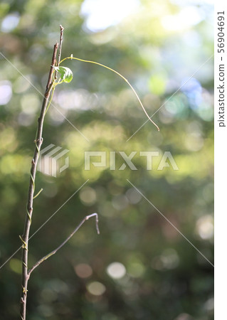 Bud 56904691