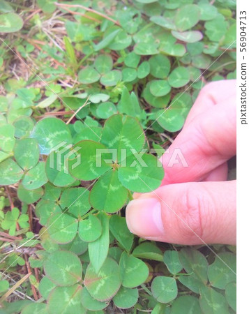 four Leaf Clover four Leaf Clover 56904713