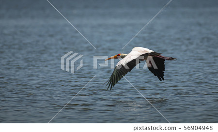 Yellow-billed Stork in Flight over Lake Naivasha ,Kenya. Yellow-billed Stork in Flight over Lake Naivasha ,Kenya. 56904948