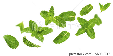 Fresh mint leaves, peppermint foliage isolated on white background 56905217
