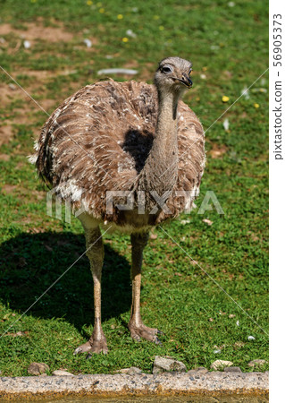 Darwin's rhea, Rhea pennata also known as the lesser rhea. 56905373