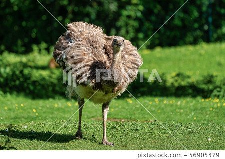 Darwin's rhea, Rhea pennata also known as the lesser rhea. Darwin's rhea, Rhea pennata also known as the lesser rhea. 56905379