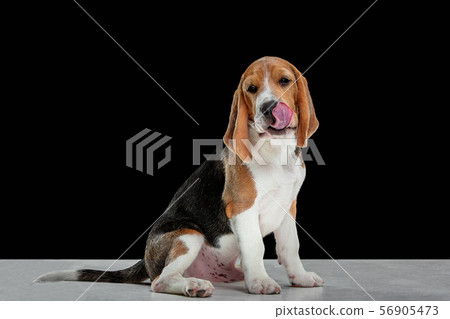Studio shot of beagle puppy on black studio background 56905473