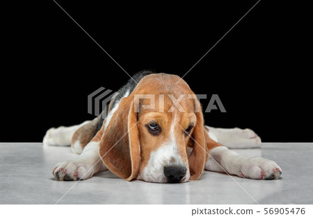 Studio shot of beagle puppy on black studio background Studio shot of beagle puppy on black studio background 56905476