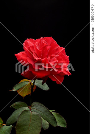 Rose Rose 56905479