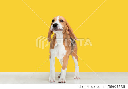 Studio shot of beagle puppy on yellow studio background Studio shot of beagle puppy on yellow studio background 56905586