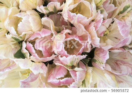 Full-frame of a pastel colors blooming tulips Full-frame of a pastel colors blooming tulips 56905872