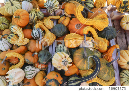 Pumpkins in various colors and shapes in crates Pumpkins in various colors and shapes in crates 56905873
