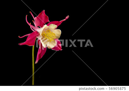 Pink wild colombine flower on a black background Pink wild colombine flower on a black background 56905875