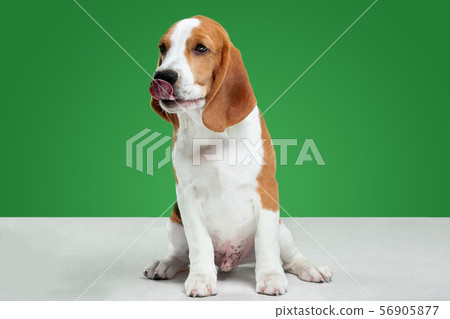 Studio shot of beagle puppy on green studio background Studio shot of beagle puppy on green studio background 56905877